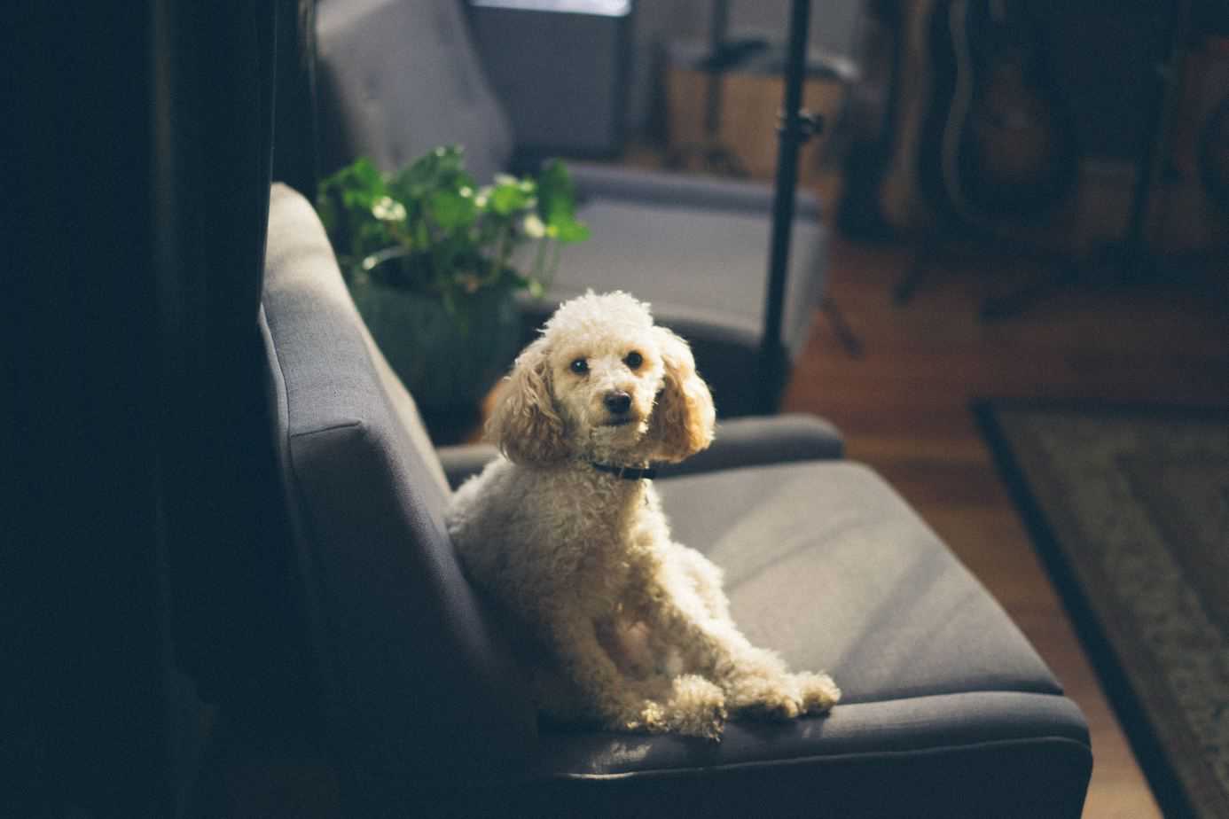 5 Ideas for pet-friendly decor