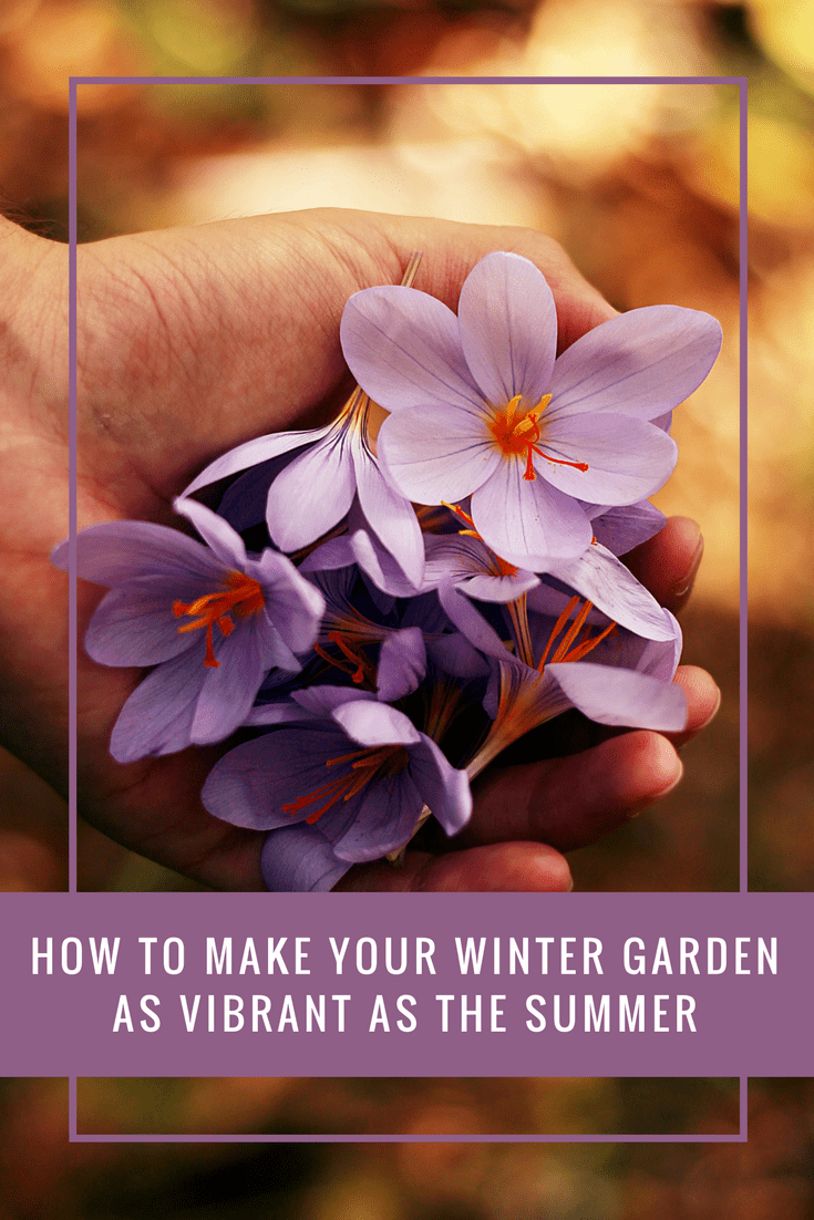 How to make your winter garden as vibrant as the summer