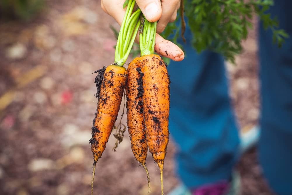 How to Prepare your Garden for Fall