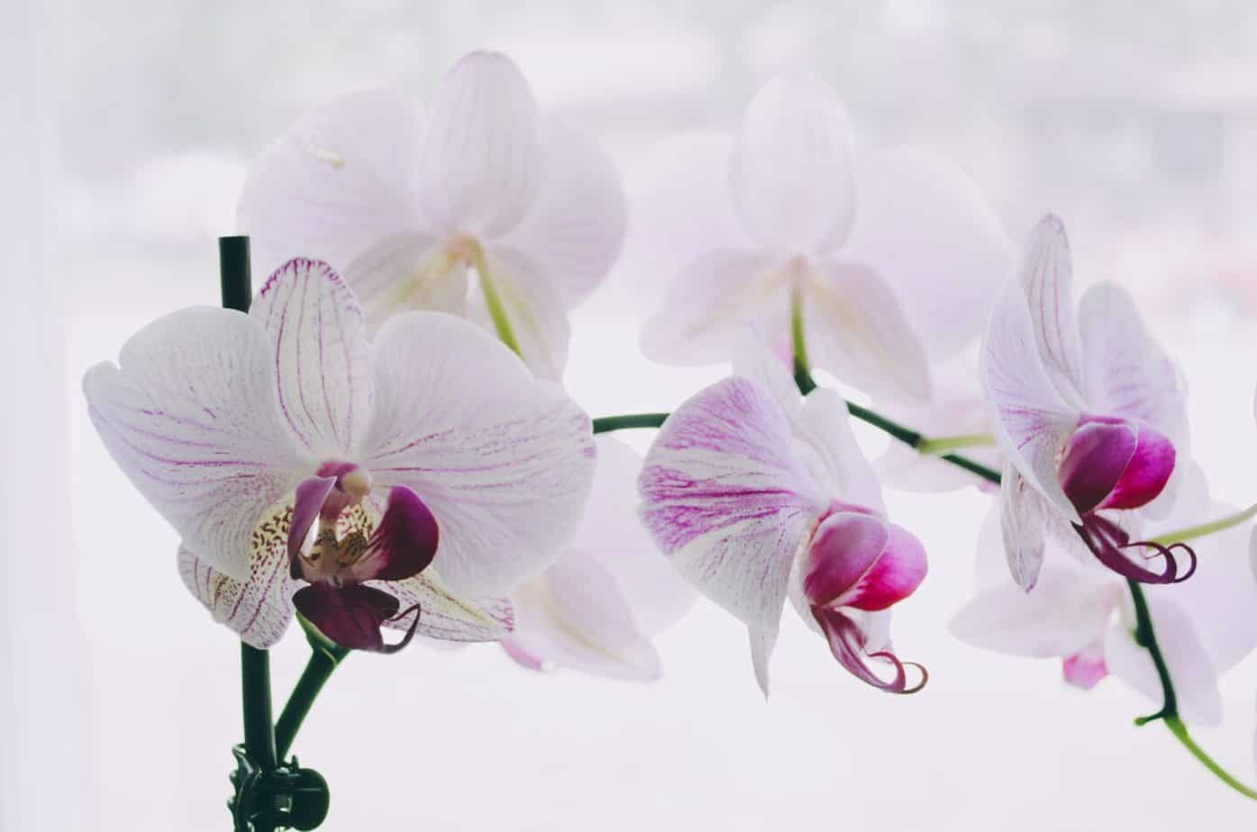 Houseplants You Should Have and Their Health Benefits
pink and white orchid houseplant