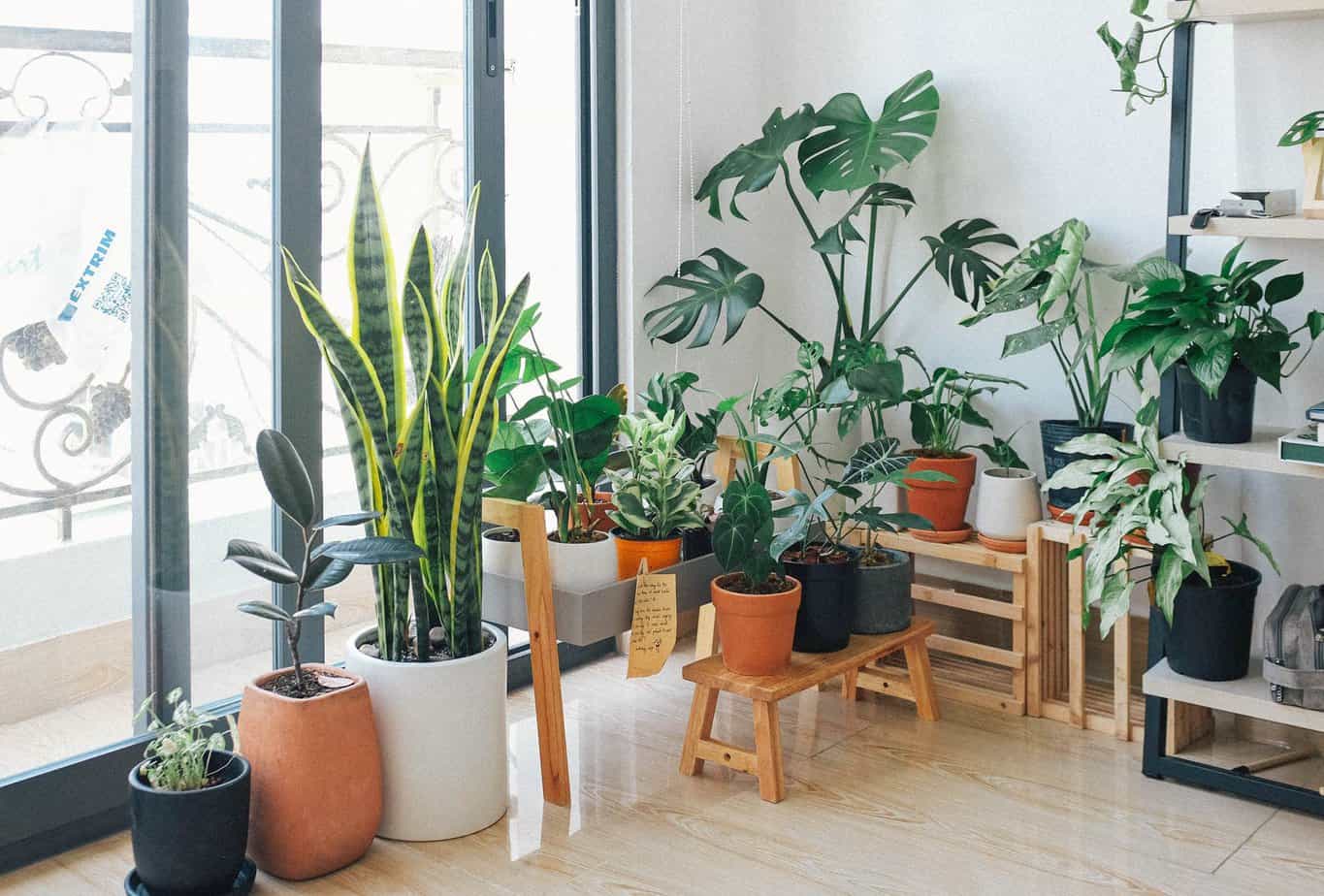 Renovations to transform your home - potted green indoor plants