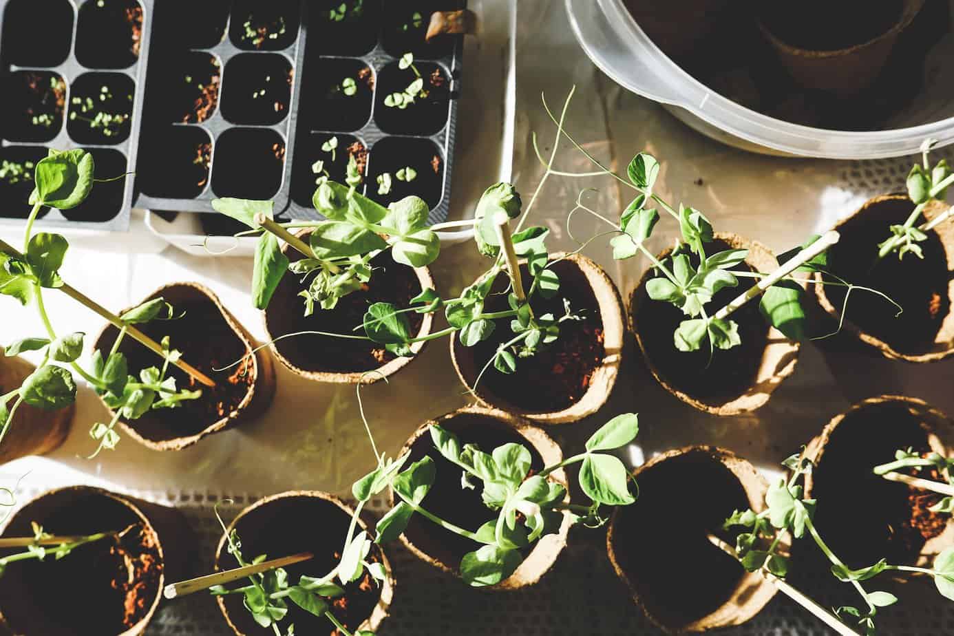 Ways to make your garden work for you - variety of green plants