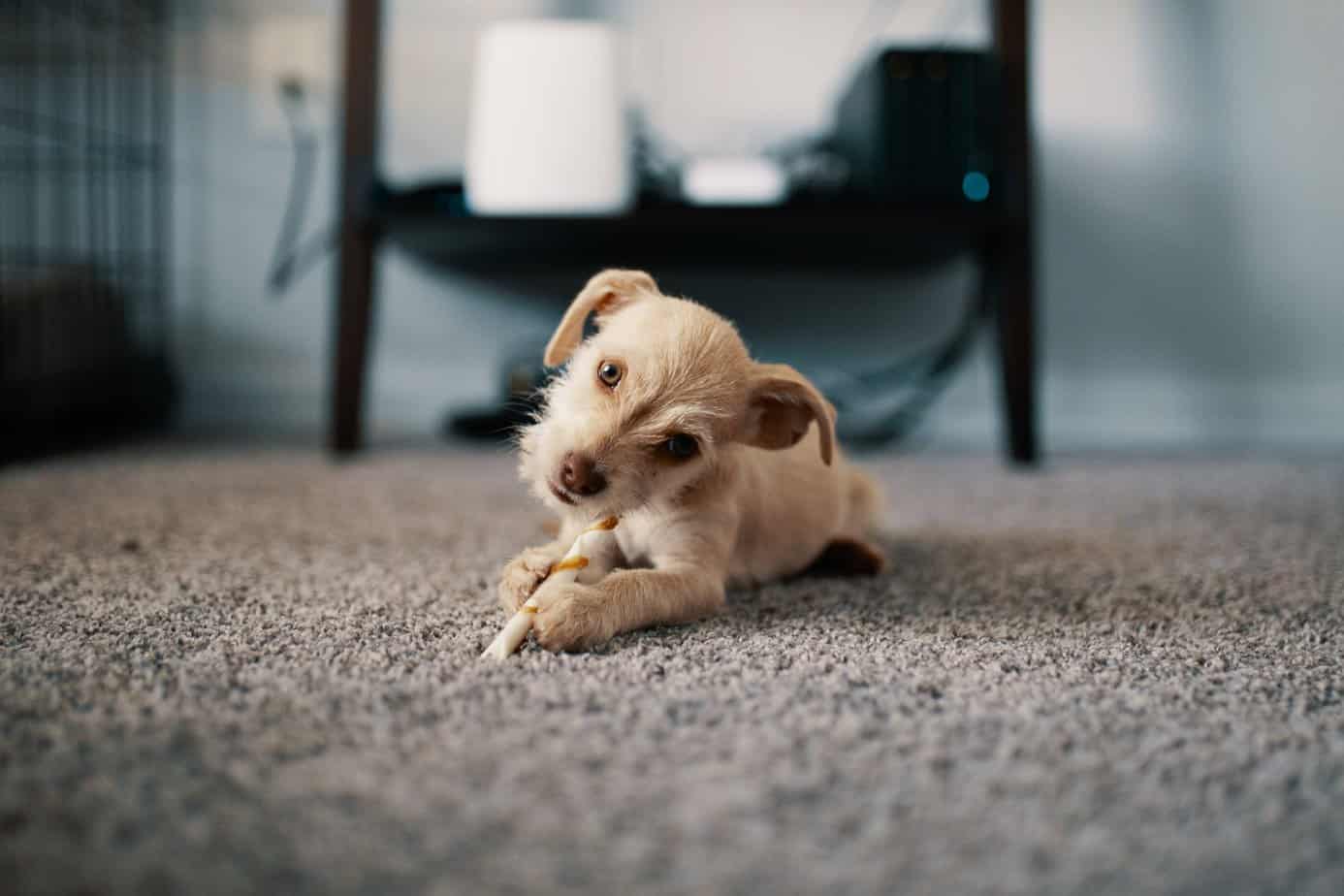 12-month cleaning calendar | Deep Cleaning Floors - photo of puppy lying on carpet