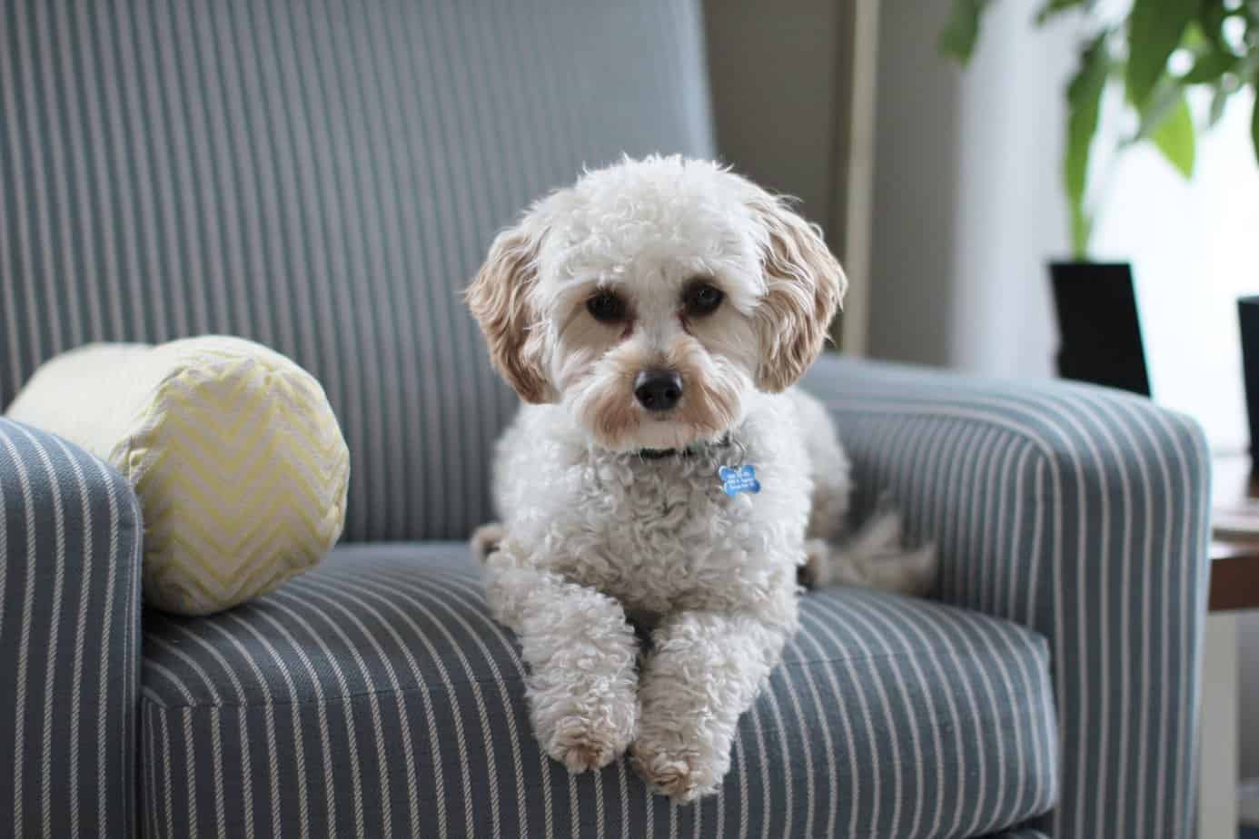 Things to think about before adding a dog to your home - white shih tzu puppy on fabric sofa chair