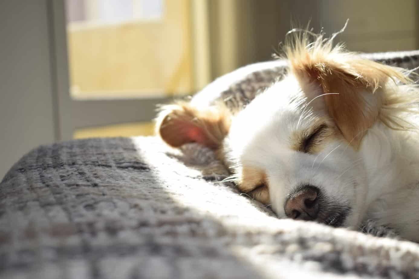 Sleep tips for when you just can't seem to fall asleep - closeup photography of adult short coated tan and white dog sleeping on gray textile at daytime