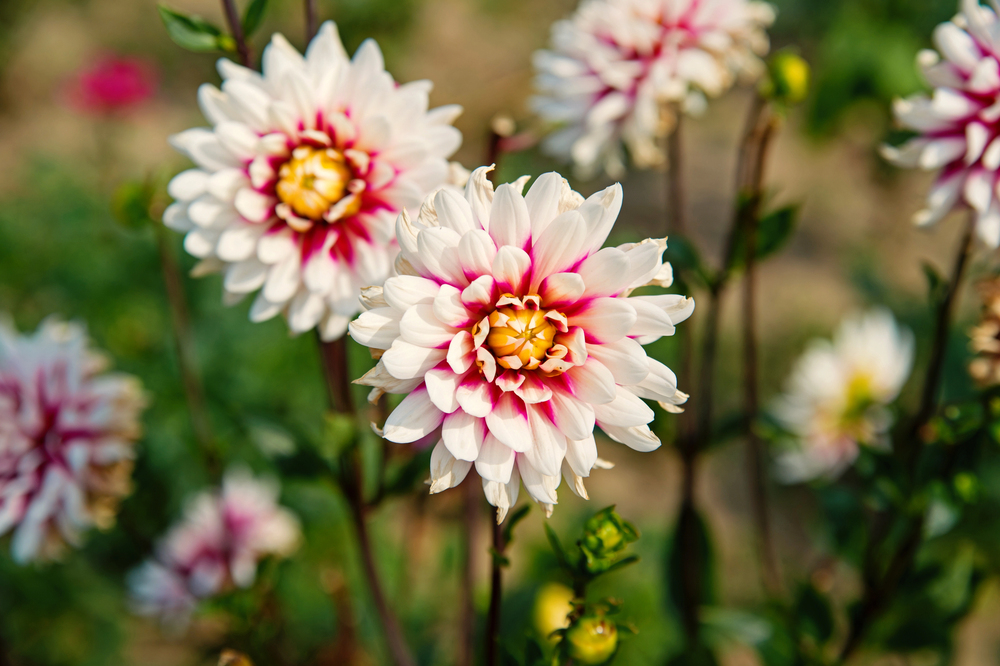 How To Grow The Delightful Dahlia