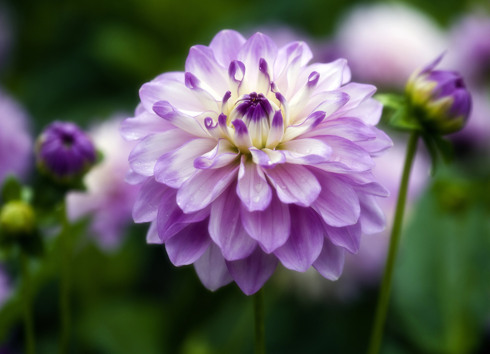 How To Grow The Delightful Dahlia