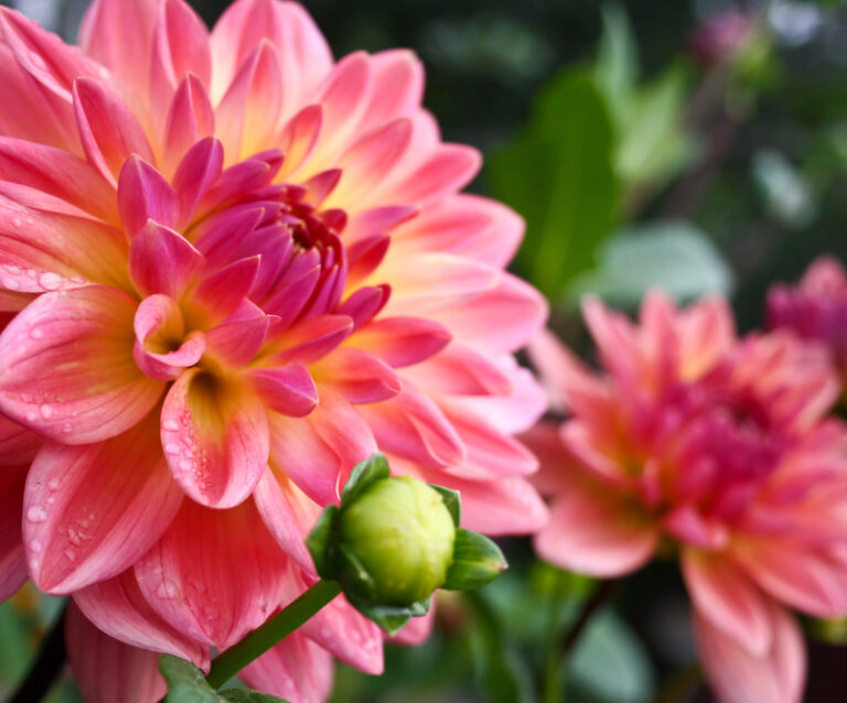 How To Grow The Delightful Dahlia