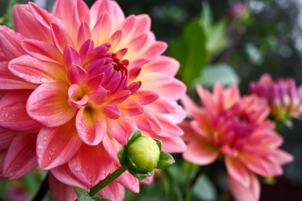 How To Grow The Delightful Dahlia