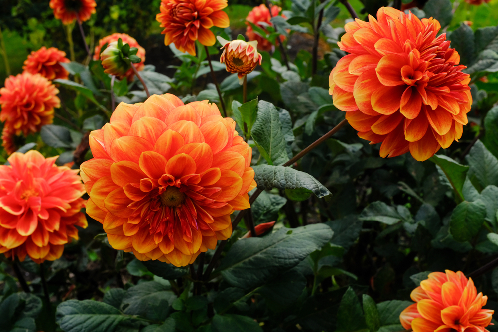 How To Grow The Delightful Dahlia