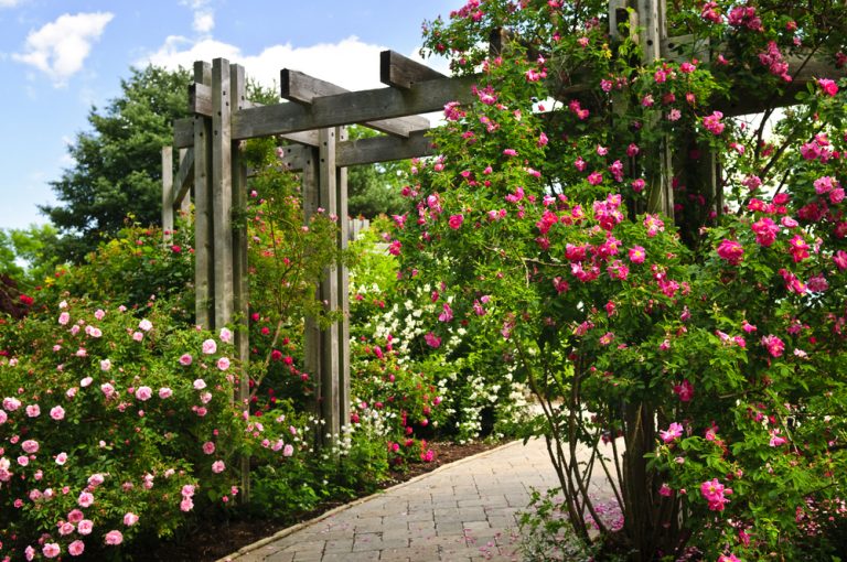 Ways to start upgrading your garden to make it a haven