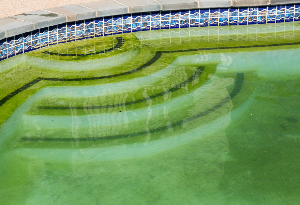 Green Pool? Here's How to Clean and Restore Your Pool to its Sparkling Glory