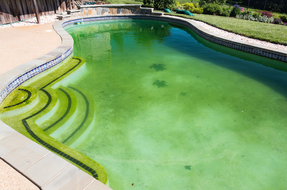 Green Pool? Here's How to Clean and Restore Your Pool to its Sparkling Glory