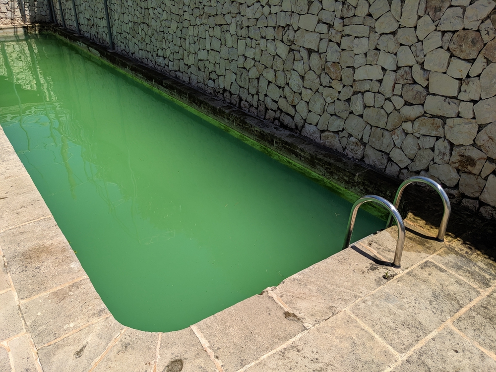 Green Pool? Here's How to Clean and Restore Your Pool to its Sparkling Glory