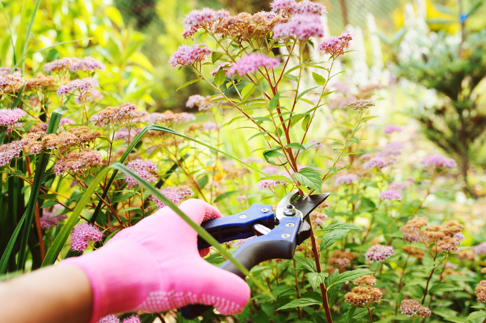 Tips for seasonal success in the garden