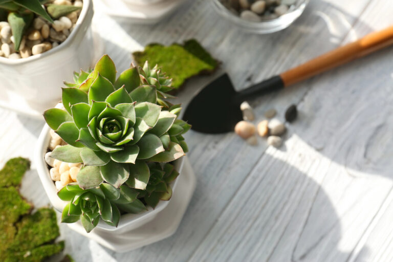 How To Make Succulents Grow Faster