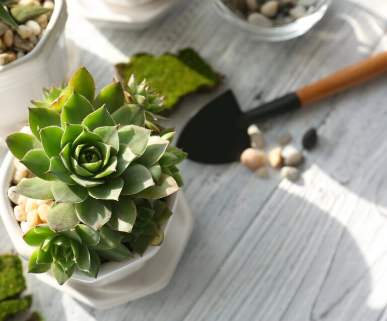 How To Make Succulents Grow Faster