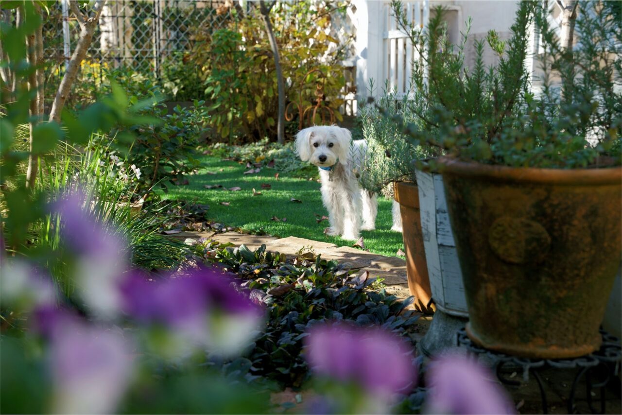 How to Design Gardens Where Dogs Live