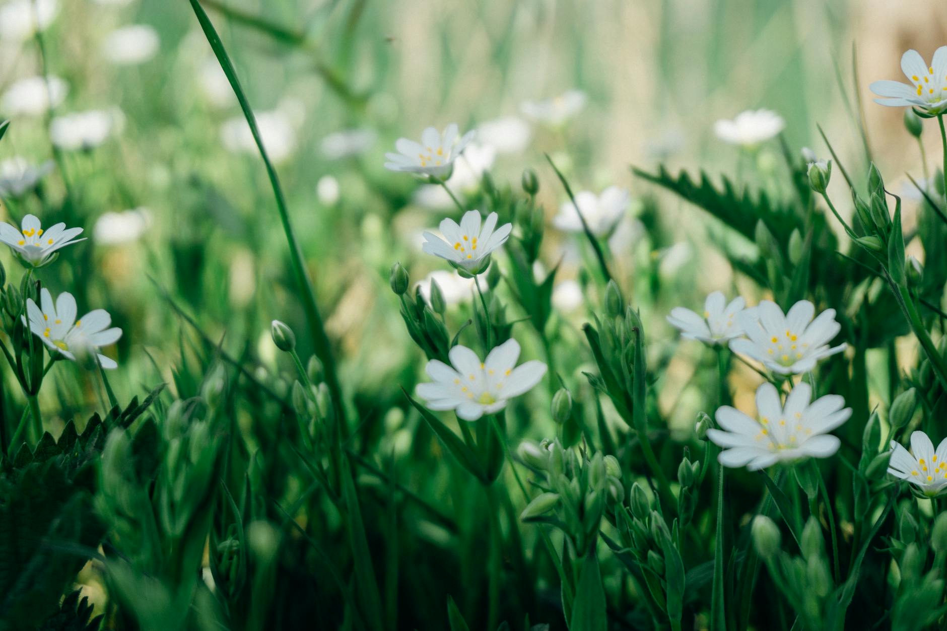 selective focus photography of white marguerite daisy flower