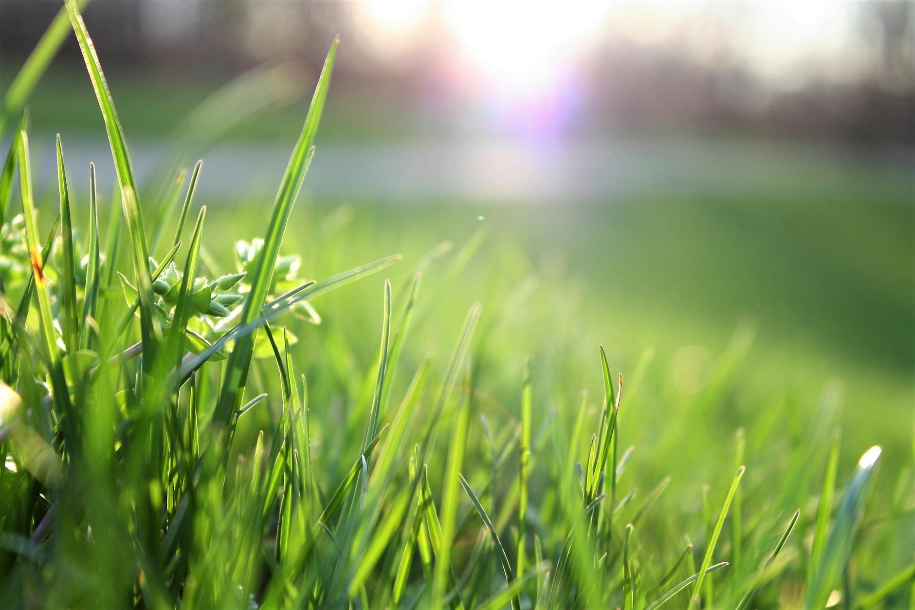 How to make sure your garden is healthy and welcoming