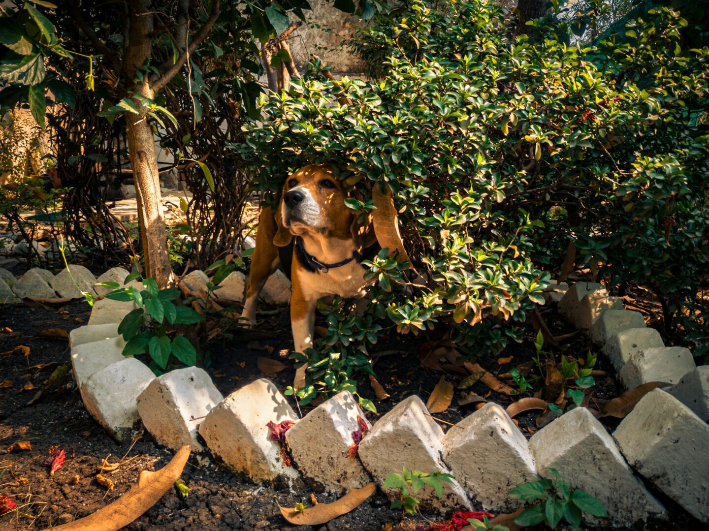 How to Design Gardens Where Dogs Live