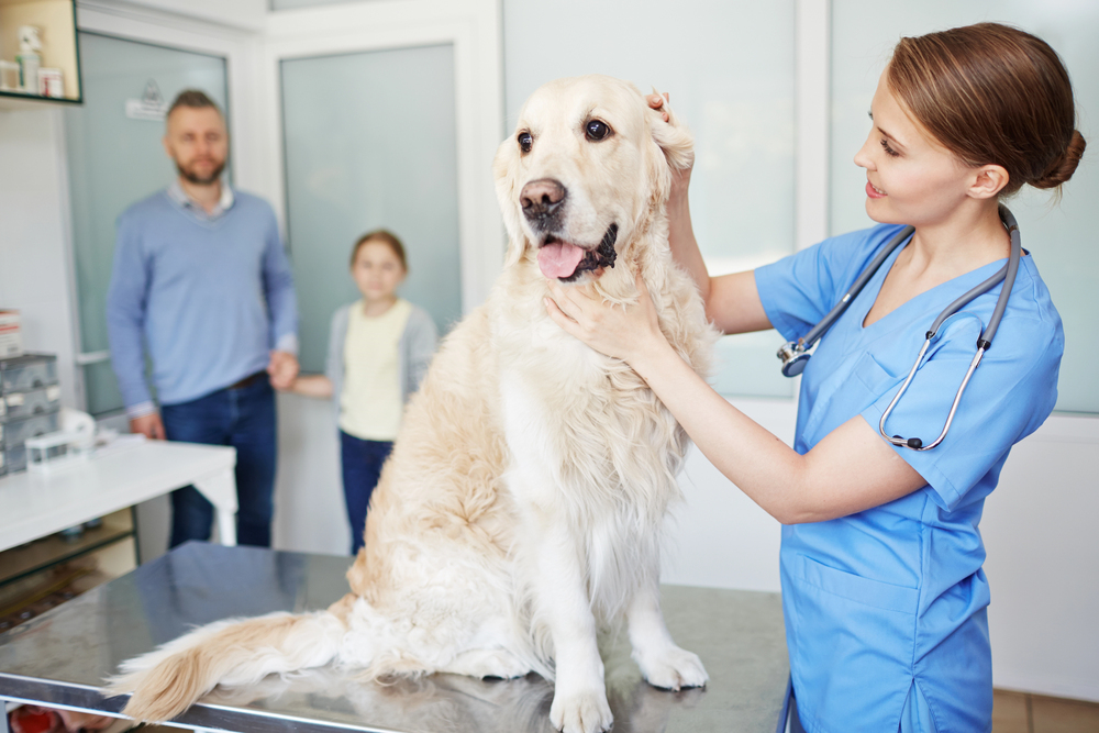 Choosing The Veterinarian Right For Your Family Pet