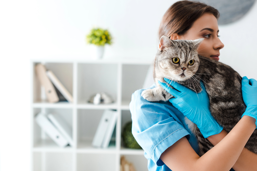 Choosing The Veterinarian Right For Your Family Pet