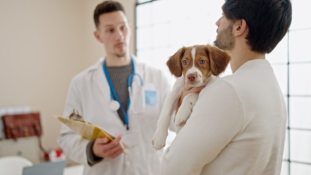 Choosing The Veterinarian Right For Your Family Pet