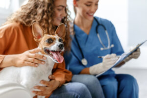 Choosing The Veterinarian Right For Your Family Pet