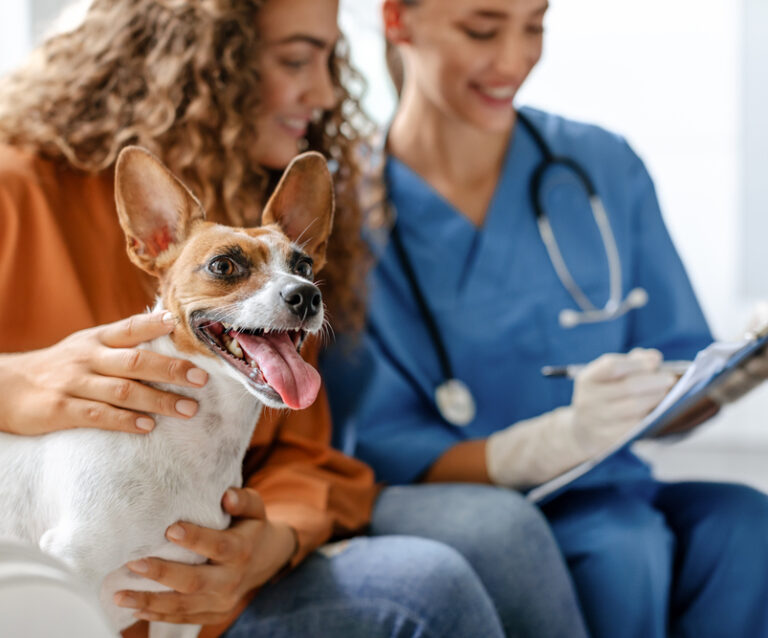 Choosing The Veterinarian Right For Your Family Pet