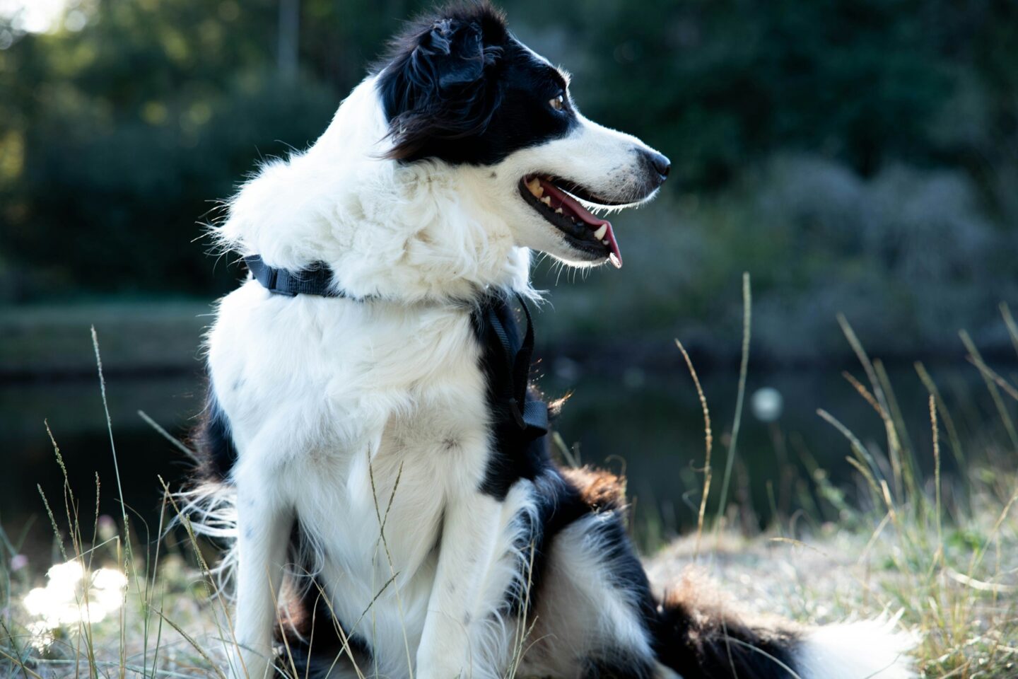 Why Border Collies are a great pet