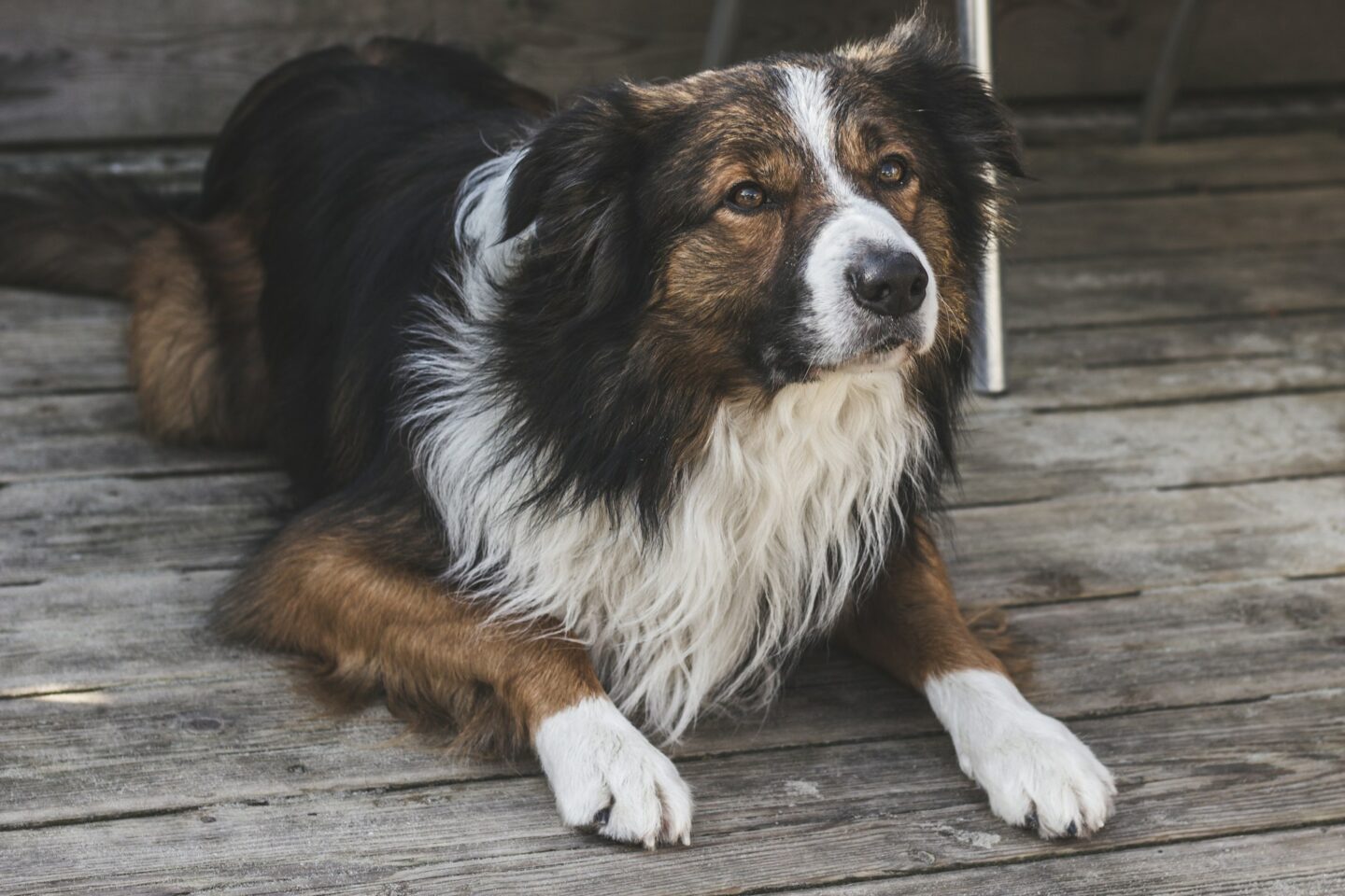 Why Border Collies are a great pet