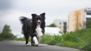 Why Border Collies are a great pet