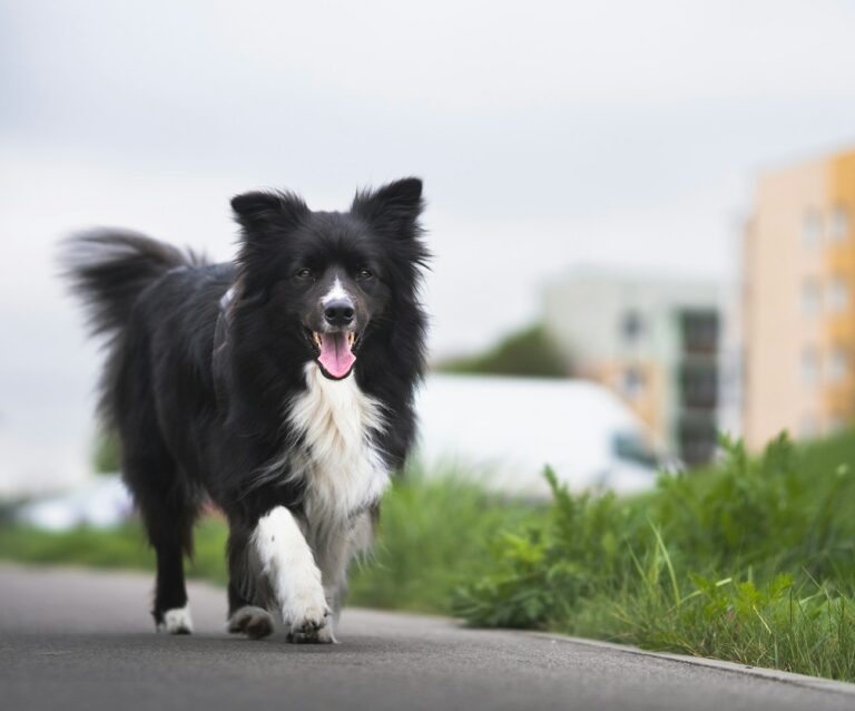 Why Border Collies are a great pet