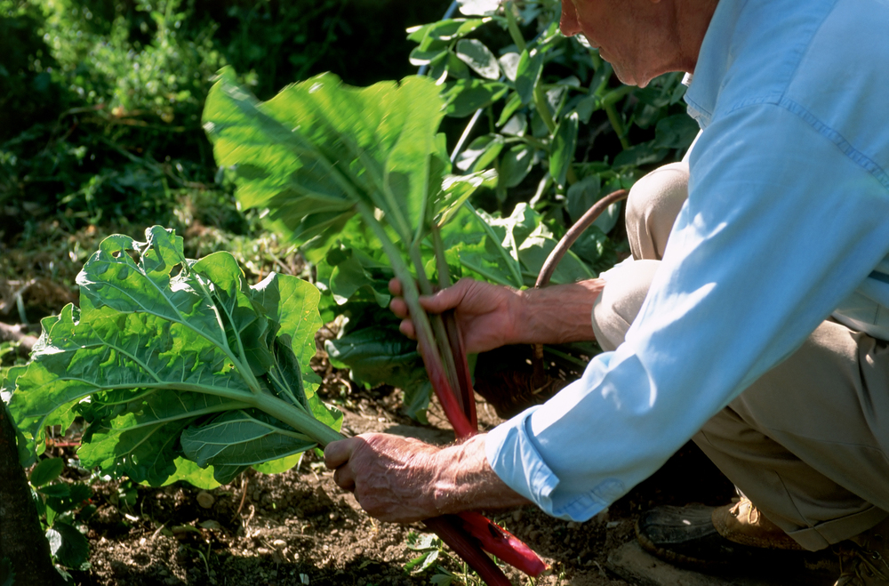 10 Clever Tricks to Grow More Veggies in Less Space